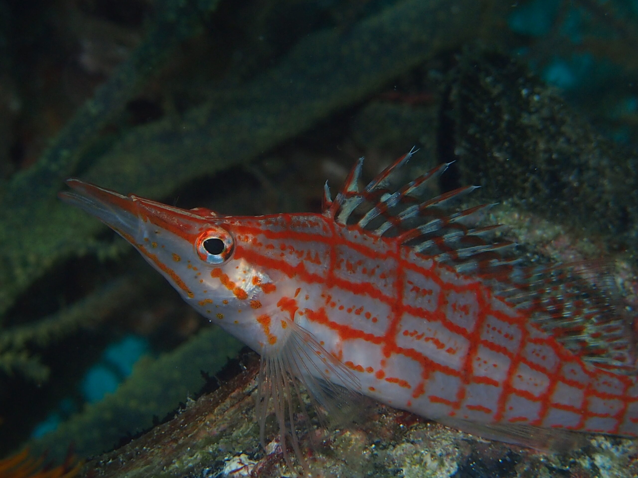ブラジル産 スペシオーサダイコクコガネ 13-15mm ブラジル産 スペシオーサダイコクコガネ 13-15mm
