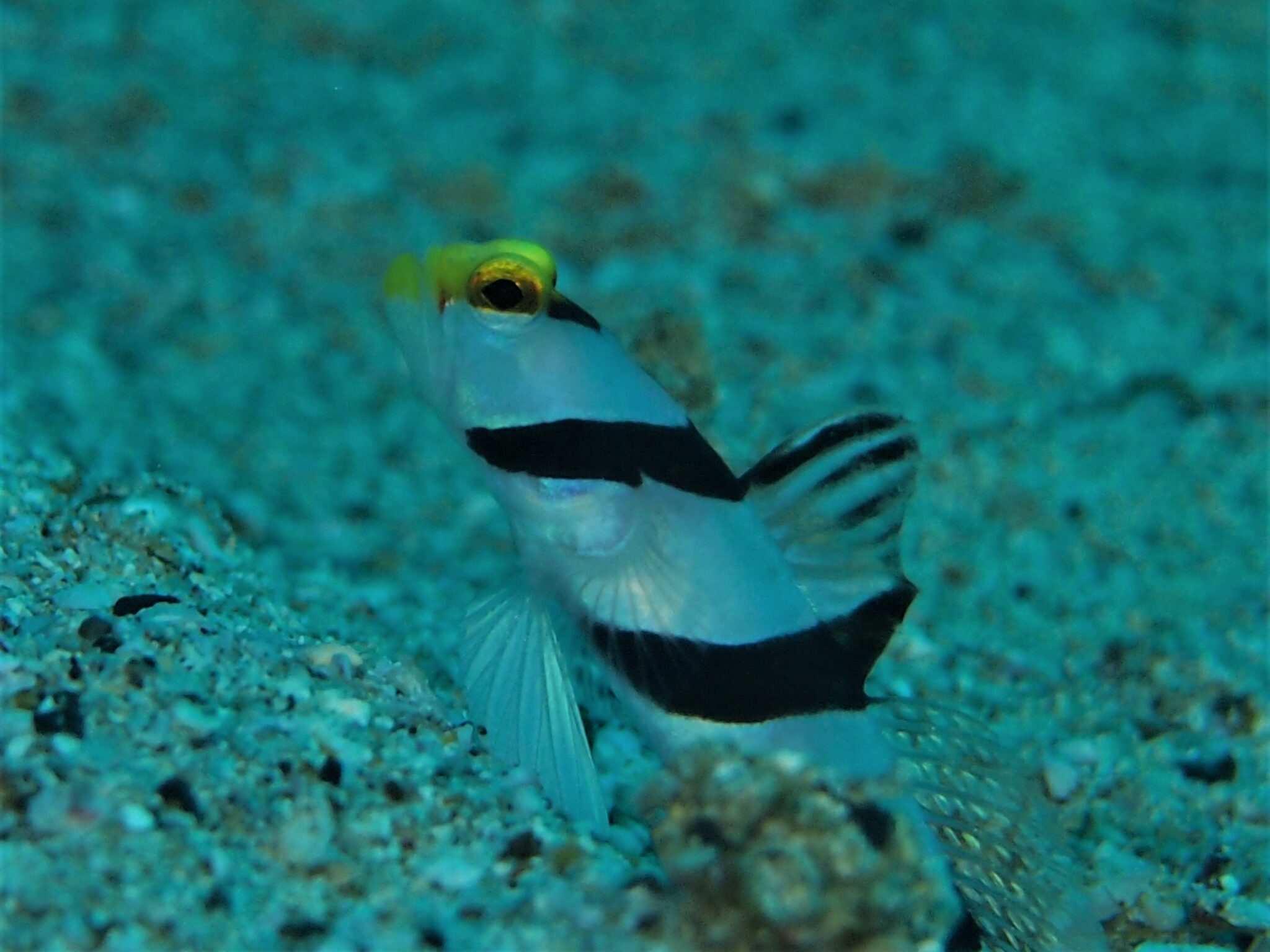 柏島 (ナ行)総集編 diving-photo‐tsubuankun | 人生後半戦!『つぶあんくんの海散歩』