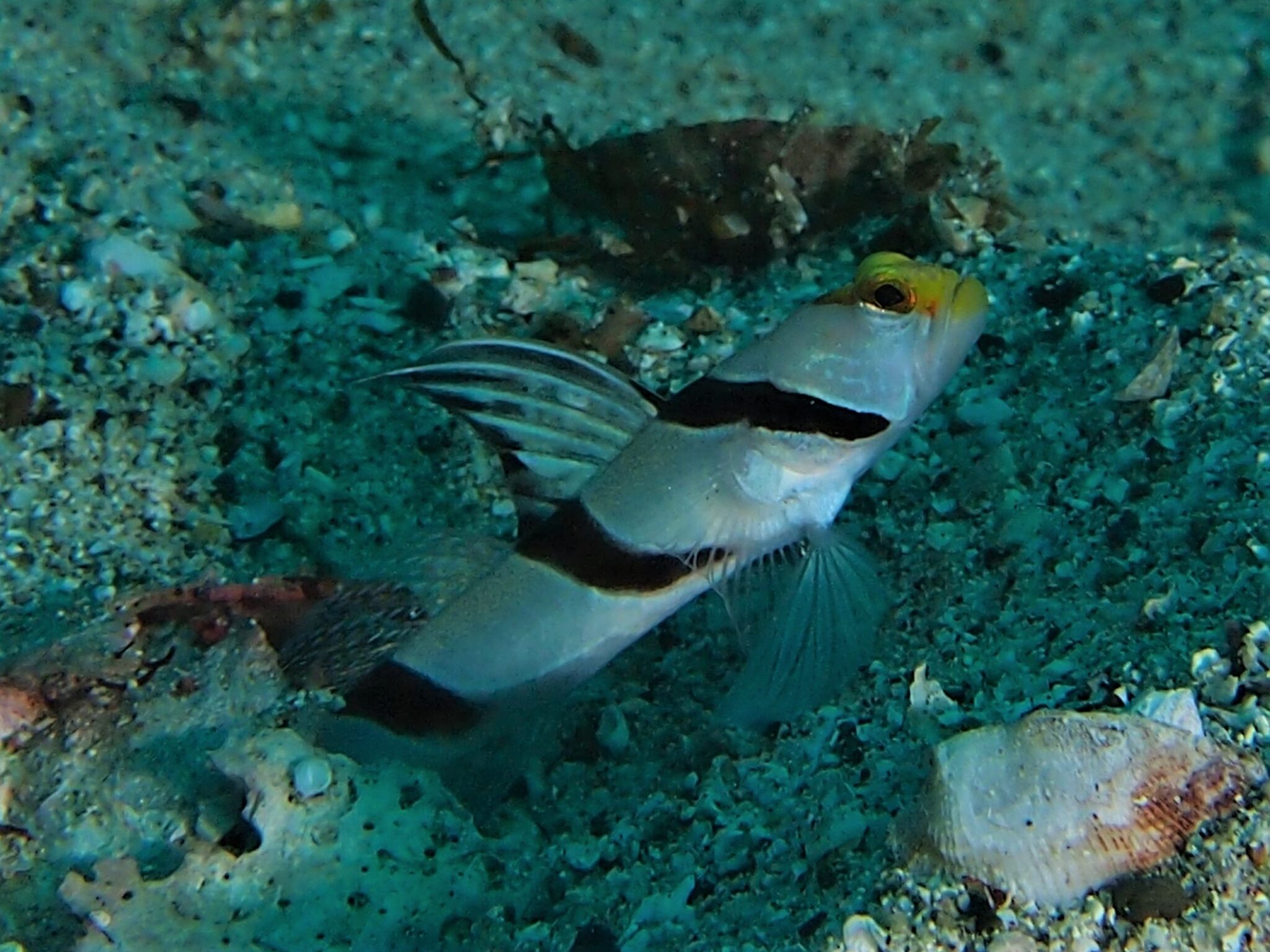柏島 (ナ行)総集編 diving-photo‐tsubuankun | 人生後半戦!『つぶあんくんの海散歩』
