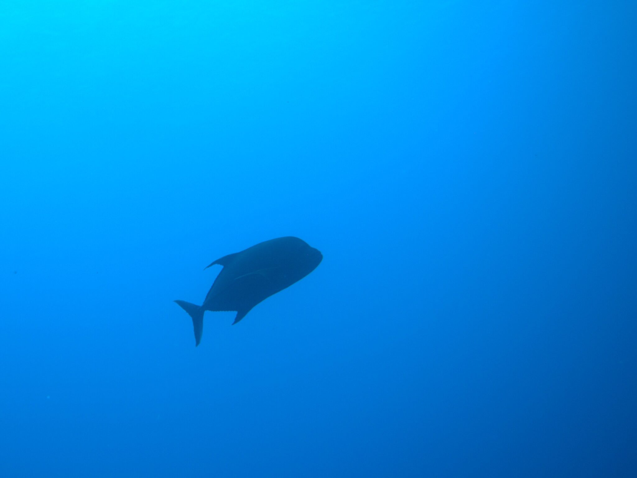 黒い影!自信が漲る?異質の雰囲気!カッポレさんが通る! 小笠原 アジ科 diving-photo‐tsubuankun | 人生後半戦 ...
